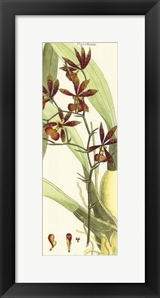 Framed Brilliant Orchids II Print