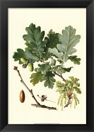 Framed Acorns &amp; Foliage II Print