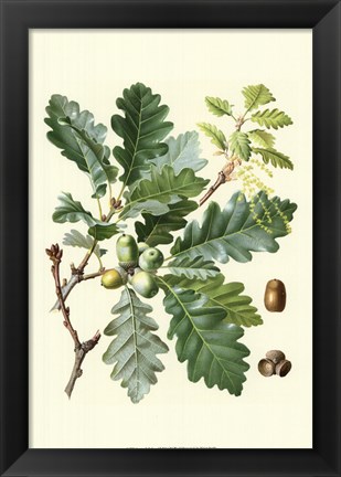 Framed Acorns &amp; Foliage I Print