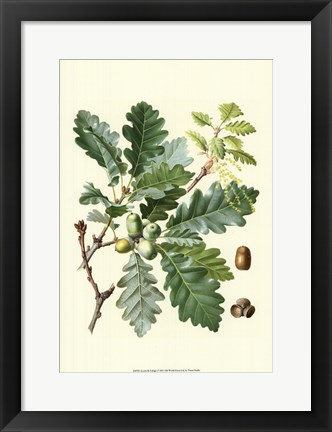 Framed Acorns &amp; Foliage I Print