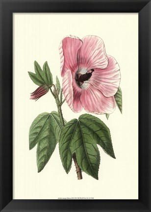 Framed Antique Hibiscus III Print