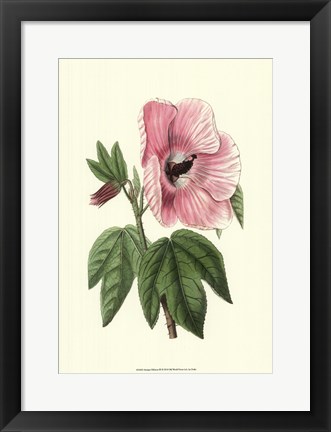 Framed Antique Hibiscus III Print