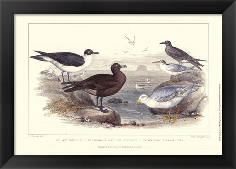 Framed Gulls &amp; Terns Print