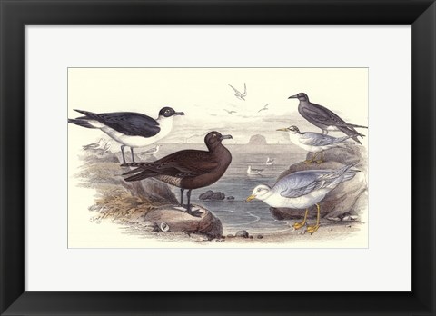 Framed Gulls &amp; Terns Print