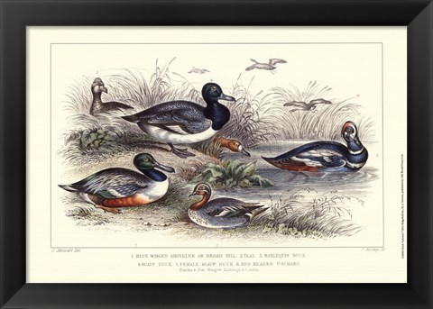 Framed Duck Varieties Print