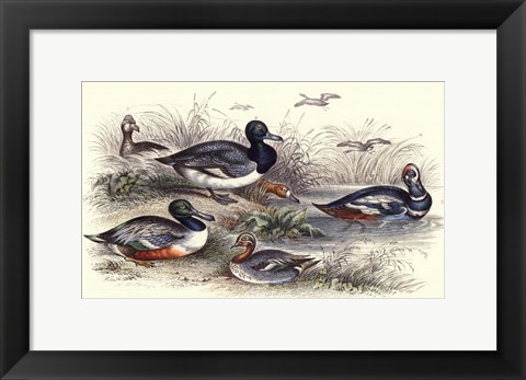 Framed Duck Varieties Print