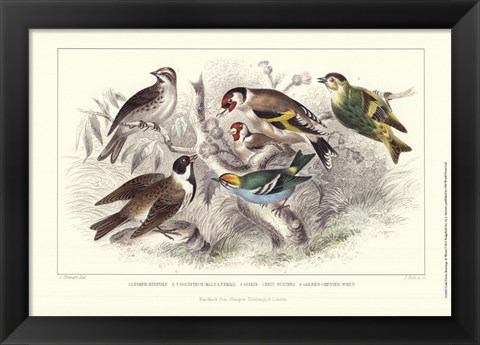 Framed Gold Finch, Buntings, &amp; Wrens Print