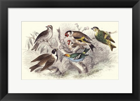 Framed Gold Finch, Buntings, &amp; Wrens Print