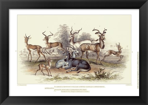 Framed Antelope Varieties Print