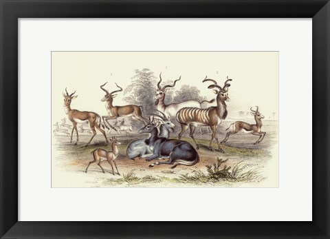 Framed Antelope Varieties Print