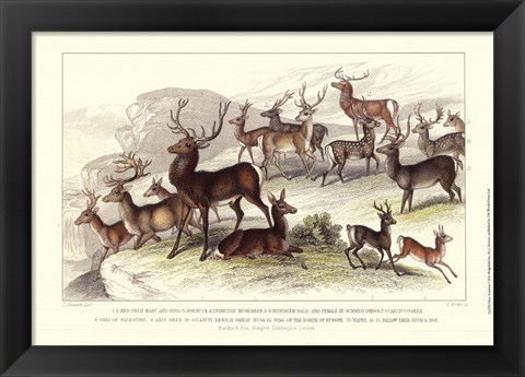 Framed Deer Varieties Print