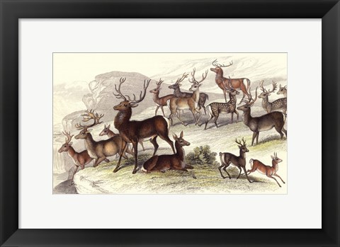 Framed Deer Varieties Print