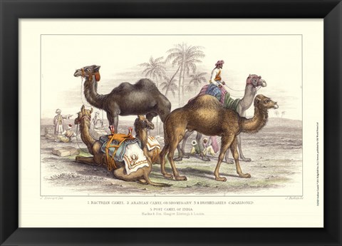 Framed Arabian Camels Print