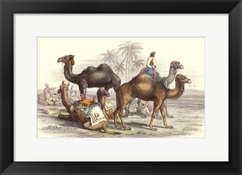 Framed Arabian Camels Print