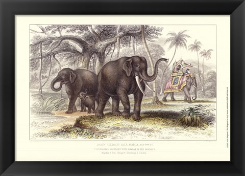 Framed Asiatic Elephants Print