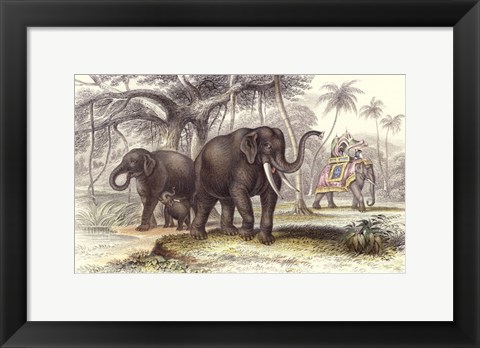 Framed Asiatic Elephants Print