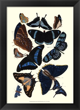 Framed Blue Butterfly Study Print