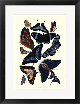 Framed Blue Butterfly Study Print