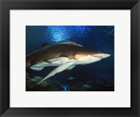 Framed Inside Aquarium Tunnel Viewing Sharks Print