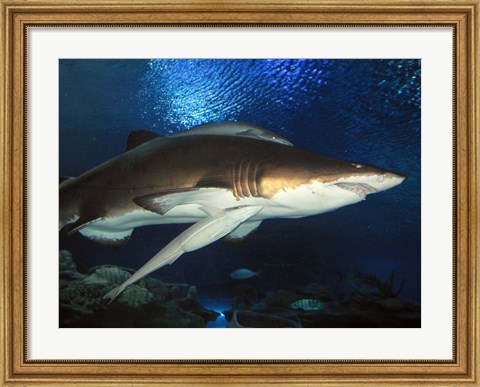 Framed Inside Aquarium Tunnel Viewing Sharks Print