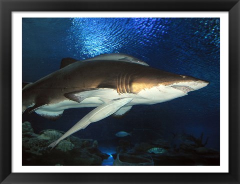 Framed Inside Aquarium Tunnel Viewing Sharks Print