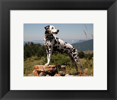 Framed Dalmation Print