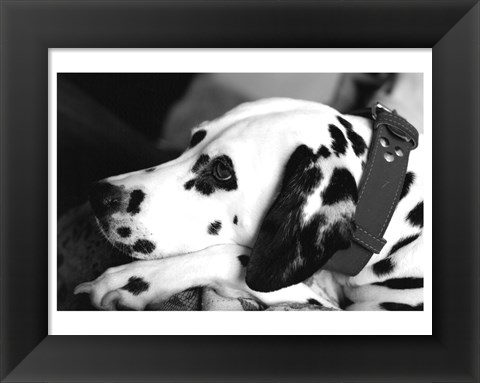 Framed Dog Tired Print