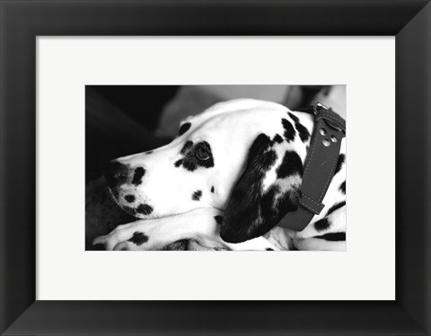 Framed Dog Tired Print