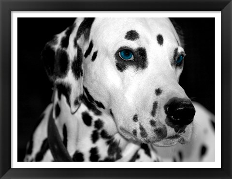 Framed Old Blue Eyes Print