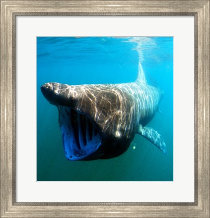 Framed Basking Shark Print