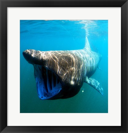 Framed Basking Shark Print