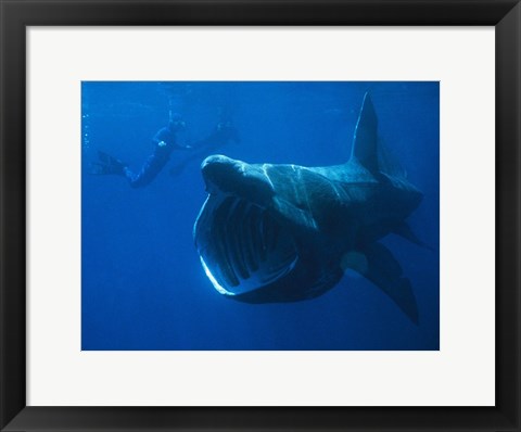 Framed Basking Shark Print