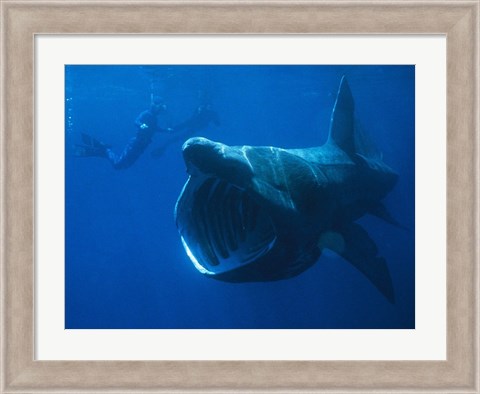 Framed Basking Shark Print