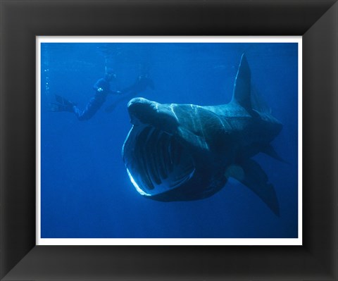 Framed Basking Shark Print