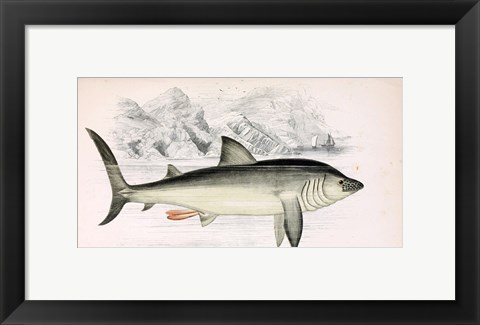 Framed Basking Shark Jonathan Couch Print