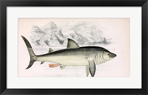 Framed Basking Shark Jonathan Couch Print