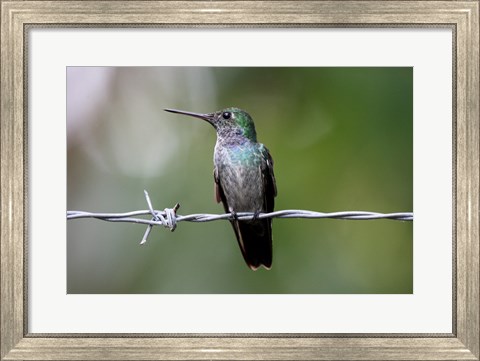 Framed Blue-Chested Hummingbird Print