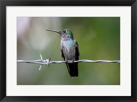 Framed Blue-Chested Hummingbird Print