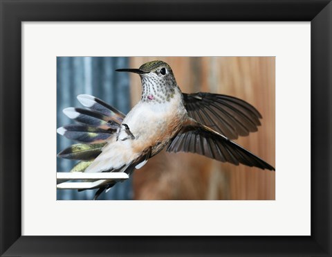 Framed Broad-tailed Hummingbird Female Landing at Feeder Print