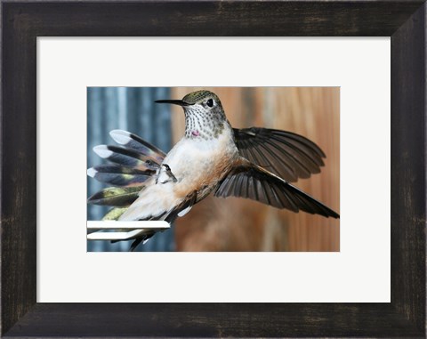 Framed Broad-tailed Hummingbird Female Landing at Feeder Print