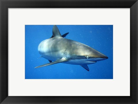 Framed Carcharhinus Falciformis off Cuba Print