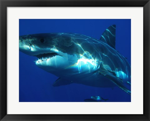 Framed Carcharodon Carcharias Print