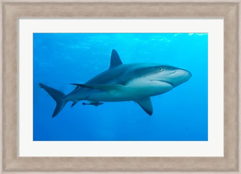 Framed Carribbean Reef Shark Print