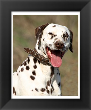 Framed Dalmatian Portrait Print