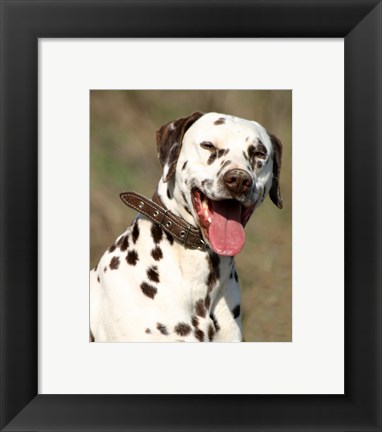 Framed Dalmatian Portrait Print