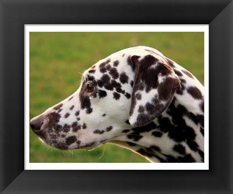 Framed Dalmatian Profile Print