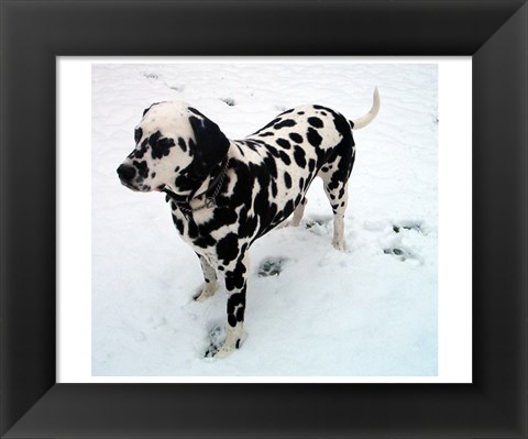 Framed Dalmatian in Snow Print