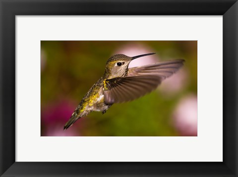 Framed Fem Anna&#39;s Hummingbird Print