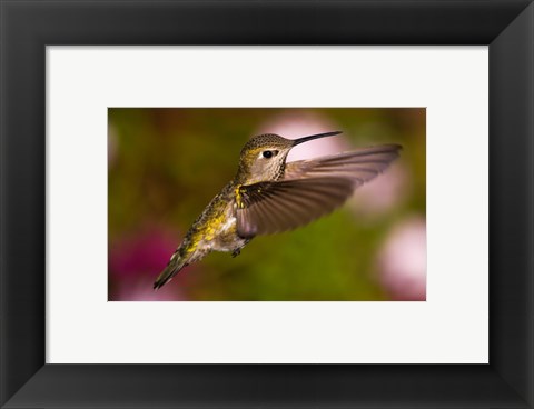 Framed Fem Anna&#39;s Hummingbird Print