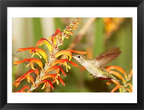 Framed Female Anna&#39;s Hummingbird Feeding Print